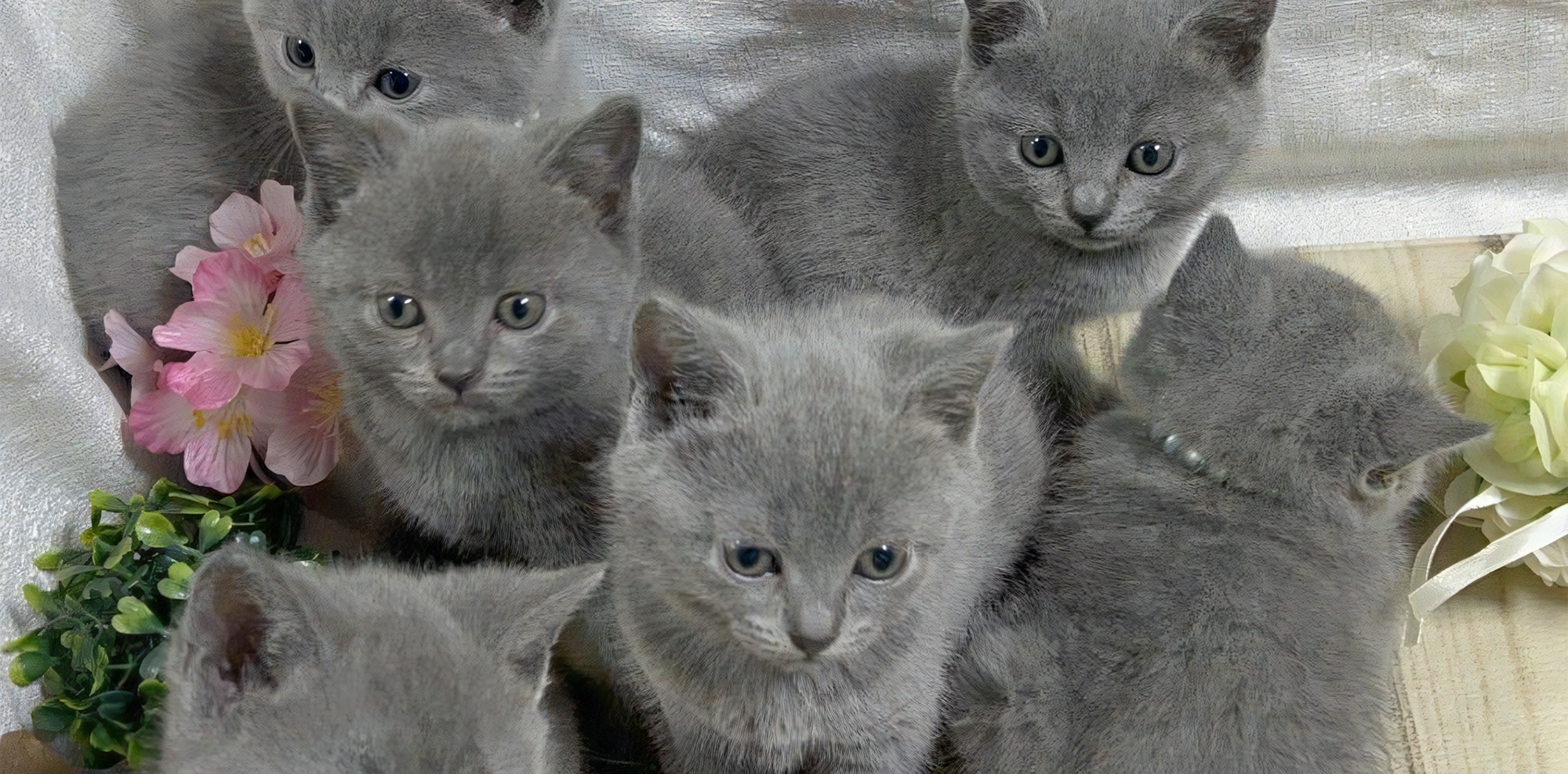 すべての子猫があなた方と幸せな家族になることを祈って