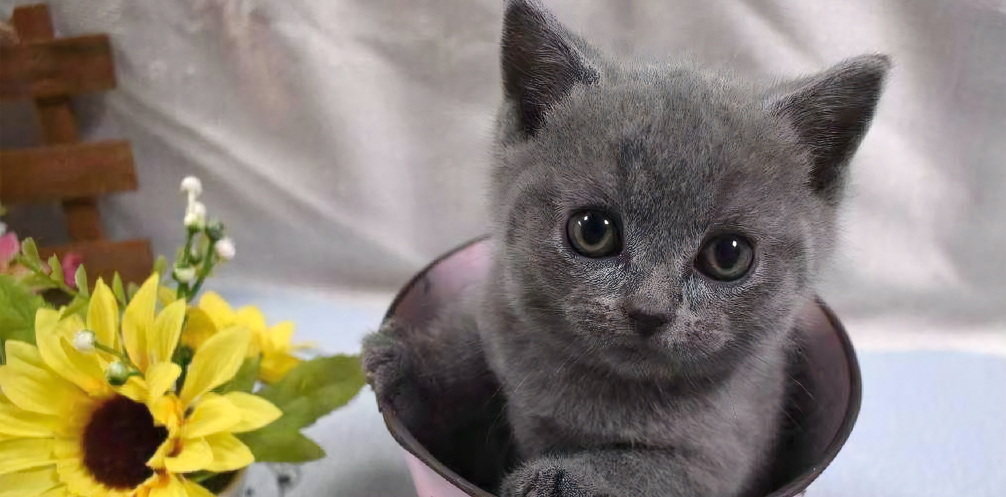 すべての子猫があなた方と幸せな家族になることを祈って